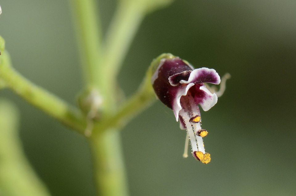 Scrophularia canina / Scrofularia comune